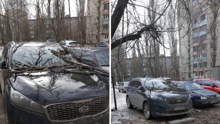 Воронежцы сообщили о 5 рухнувших из-за мощного ветра деревьях