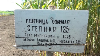 Воронежские учёные показали «зелёный» музей с выведенными ещё до войны растениями