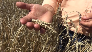 Под Воронежем вывели новые сорта пшеницы и ячменя