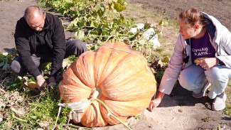 «Огород Гулливера». В Каширском районе вырастили овощи-гиганты