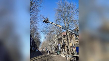 В Воронеже разгорелись споры из-за вырубки каштанов на Комиссаржевской