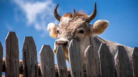 В Воронежской области по ДНК вычислили похитителя быка