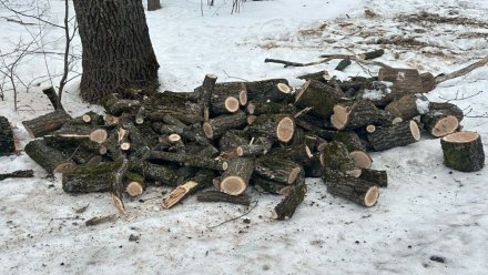 В заказнике под Воронежем незаконно спилили деревья