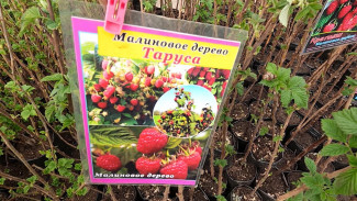 Воронежцев пригласили на выставку-продажу вологодского плодопитомника