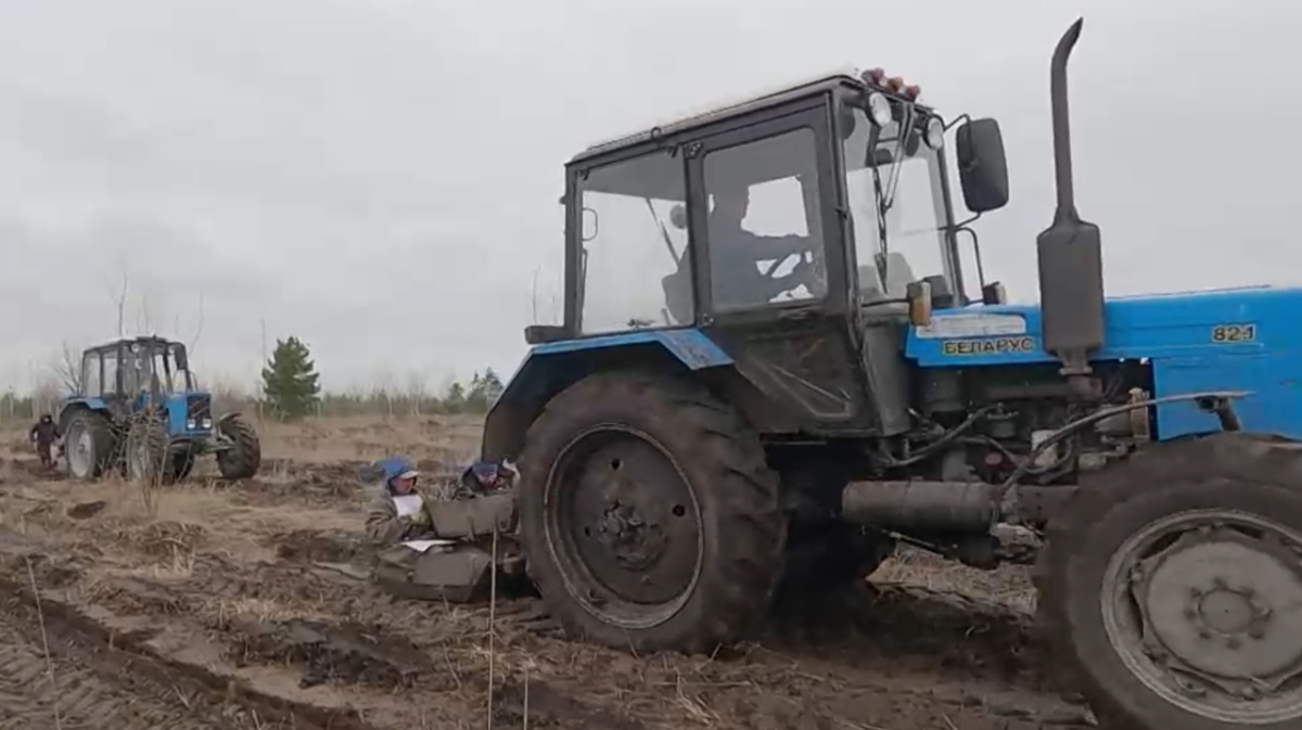 В Воронежской области высадили 9 млн сеянцев в 2023 году – Новости Воронежа  и Воронежской области – Вести Воронеж