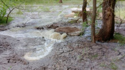 Экологи назвали причину загрязнения воронежского парка Оптимистов