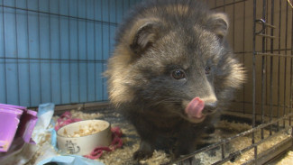 Центр охраны диких животных попросил воронежцев о пожертвованиях на корм