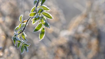 Воронежцев предупредили о похолодании до -3 в конце апреля