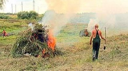 В Масловке вновь уничтожали дикую коноплю