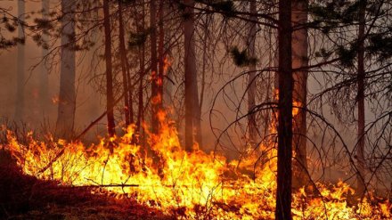 В трёх районах Воронежской области уровень пожарной опасности достиг пика