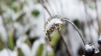 Новая неделя начнётся в Воронежской области со снега и дождя