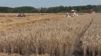 Уборочная кампания началась в воронежском научном центре имени Докучаева