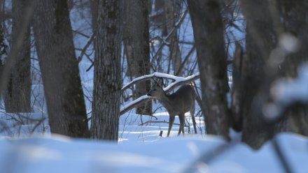 Воронежская зима измучила даже кабанов и косуль 