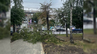 В Воронеже пять деревьев рухнули на автомобили из-за сильного ветра