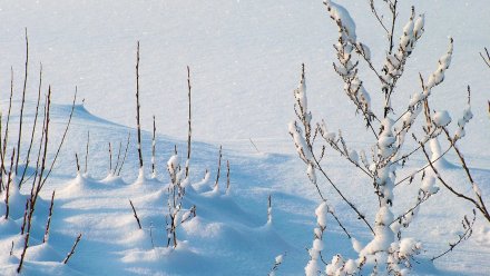 Потепление сменится морозами в выходные в Воронежской области