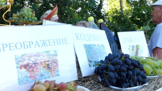 В Воронежской области провели первый фестиваль винограда