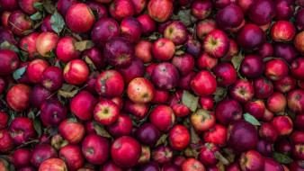 Воронежская область столкнётся с дефицитом местных яблок из-за майских заморозков