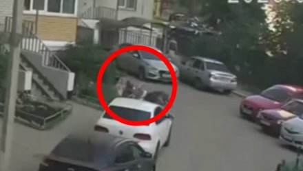 Домашняя собака погибла после нападения бойцовских псов в Воронеже
