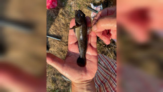 Новый вид рыб выловили в воронежском заповеднике