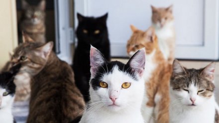 В Воронеже шесть кошек бросили умирать в запертой квартире после смерти хозяйки