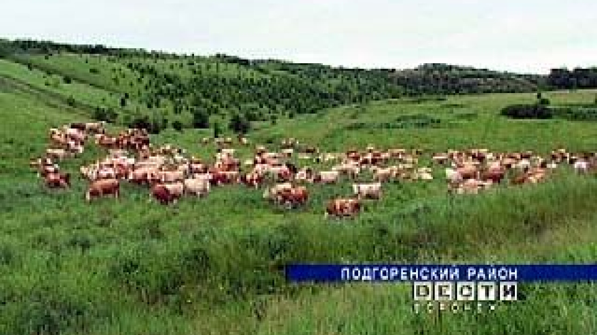 Телята воронежская область