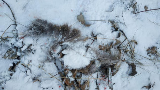 В Воронежской области поймали расчленившего косулю браконьера