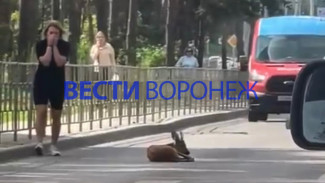 В Воронеже рядом с Северным лесом нашли оленёнка с перебитой ногой