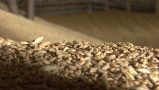 Объём экспортированной из Воронежской области пшеницы вырос в 10 раз