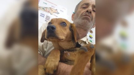 В Воронеже зоозащитник погиб при спасении собаки во время атаки БПЛА