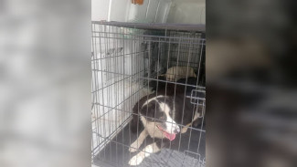 В Воронеже поймали агрессивных собак из ЖК «Мандарин»