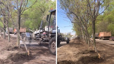 Неопытный тракторист поломал деревья при посадке газона в Воронеже