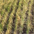 Заморозки в Воронежской области погубили урожай дачников