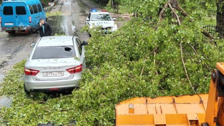 В Воронеже после штормового ветра упало больше 30 деревьев и ветвей