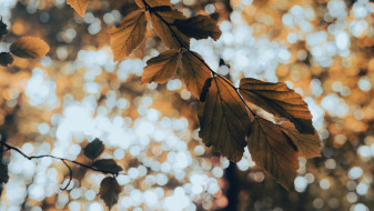 Погода будет качать воронежцев на температурных качелях до 18 ноября