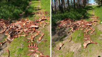 Кладбище из костей нашли в лесополосе воронежского микрорайона