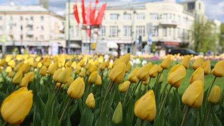 Голландские тюльпаны на воронежских клумбах заменят крымскими 