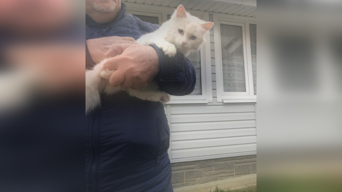 Как охраняют кошек
