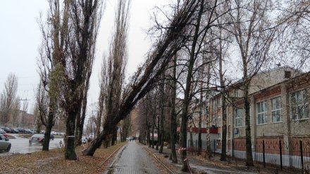 Воронежцы пожаловались на опасное дерево в Советском районе