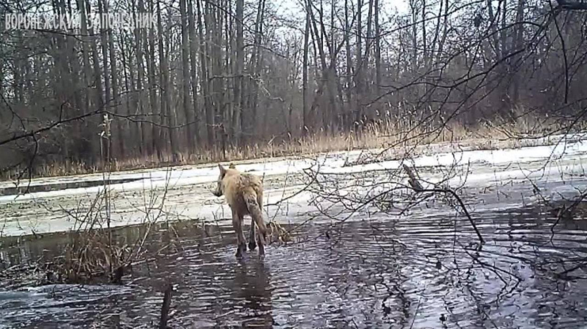 Фотоловушка сняла утопающего в огромной луже волка в Воронежском  заповедника | 28.03.2023 | Воронеж - БезФормата