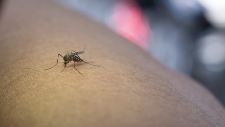 В Воронежской области снизился уровень заболеваемости лихорадкой Западного Нила