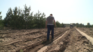 Сосна и дуб. Где в Воронежской области высадят новые деревья