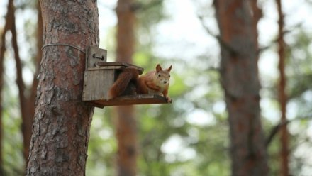 Завершение реконструкции воронежского «Танаиса» запланировали на 2027 год