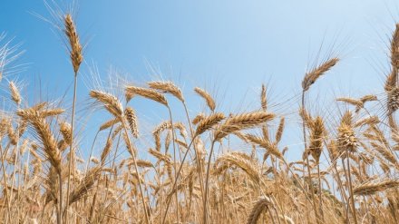 Воронежская область встретит рабочую неделю похолоданием