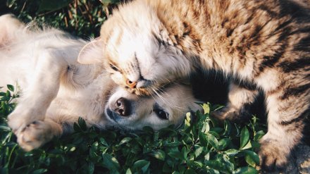 Кошки VS собаки. Исследователи выяснили, кого больше любят воронежцы