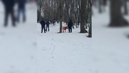 Полиция заинтересовалась сообщениями о кровавых собачьих боях в санатории под Воронежем