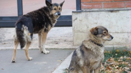 В Воронежской области хозяин набросившихся на женщину собак заплатит 70 тысяч