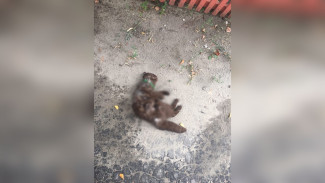 В Воронеже стая растерзала кошку у места нападения собак на семью с коляской