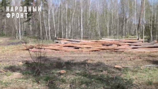 Воронежцы забили тревогу из-за уничтожения сосен в Малышевском лесу