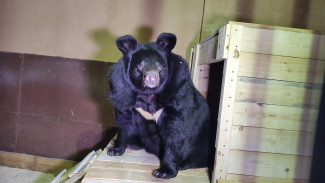 Гималайская медведица из воронежского зоопарка отказалась уходить в спячку