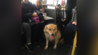 В Воронеже разыскивают собаку, которая сама уехала на автобусе